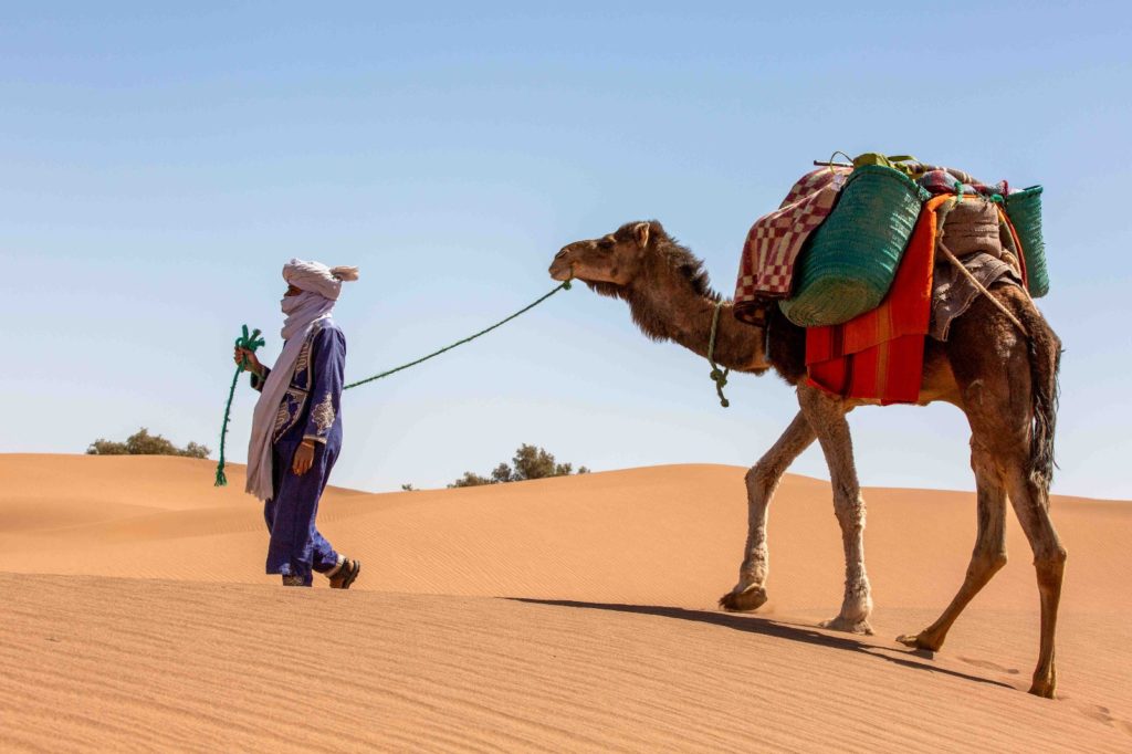 randonnée chamelière dans le désert marocain