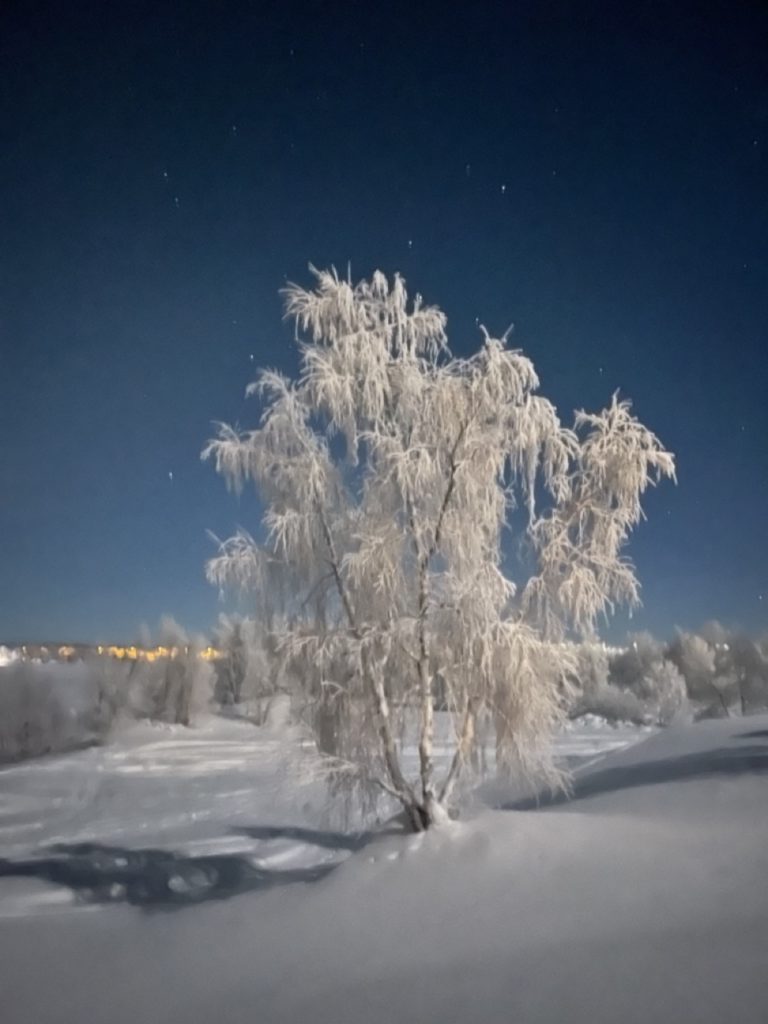 arbre blanc feutré de neige en hiver en laponie suédoise