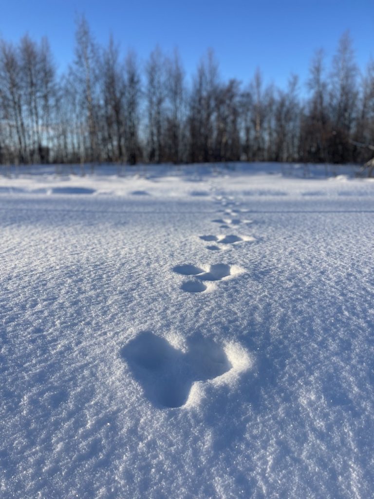 traces dans la neige en laponie suédoise